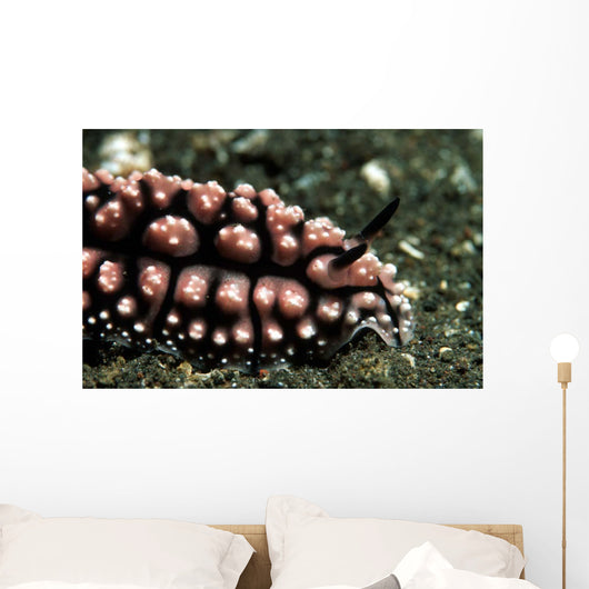 Nudibranch Tulamben Bali Indonesia Wall Decal