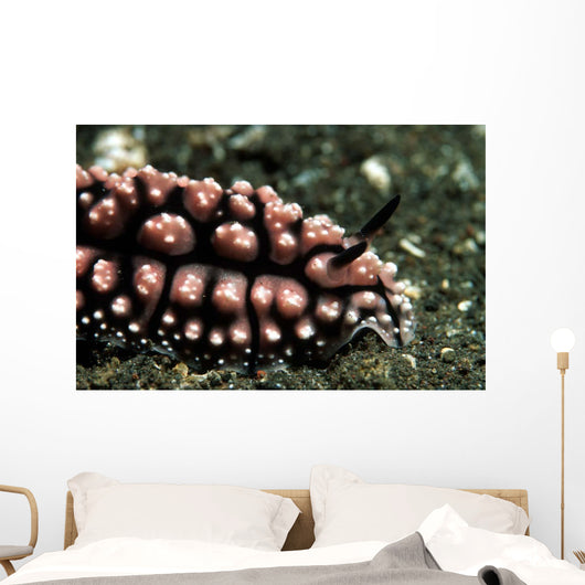 Nudibranch Tulamben Bali Indonesia Wall Decal