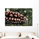 Nudibranch Tulamben Bali Indonesia Wall Decal