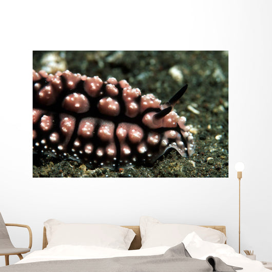 Nudibranch Tulamben Bali Indonesia Wall Decal