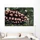 Nudibranch Tulamben Bali Indonesia Wall Decal