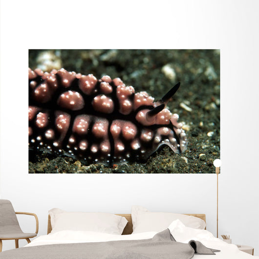 Nudibranch Tulamben Bali Indonesia Wall Decal