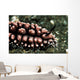 Nudibranch Tulamben Bali Indonesia Wall Decal