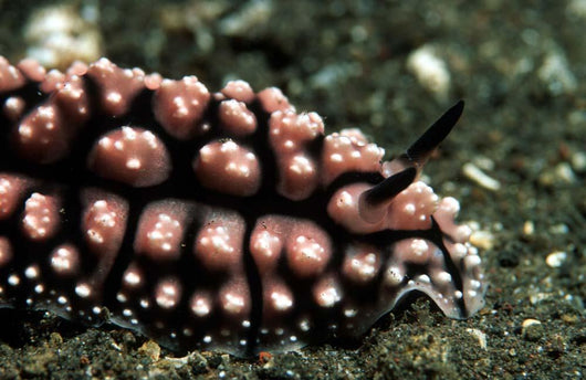 Nudibranch Tulamben Bali Indonesia Wall Decal