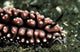 Nudibranch Tulamben Bali Indonesia Wall Decal
