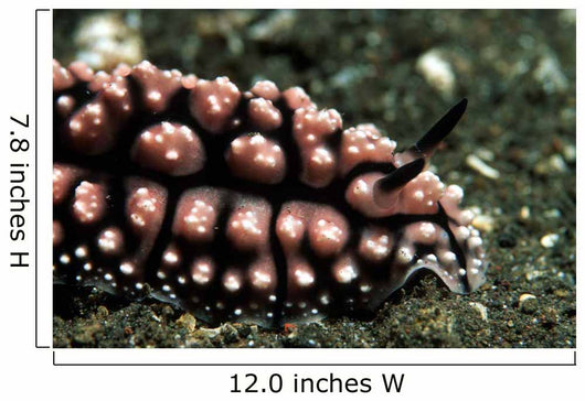 Nudibranch Tulamben Bali Indonesia Wall Decal