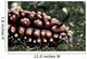 Nudibranch Tulamben Bali Indonesia Wall Decal
