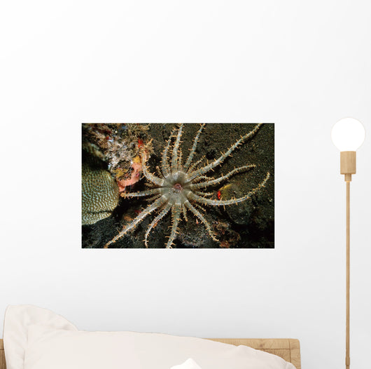Sun Anemone Tulamben Bali Wall Decal