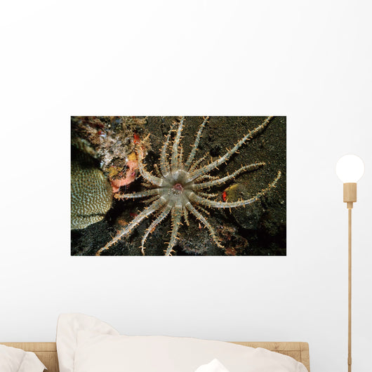 Sun Anemone Tulamben Bali Wall Decal