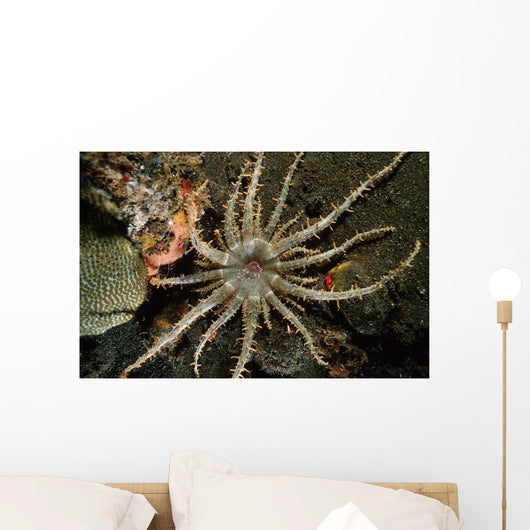 Sun Anemone Tulamben Bali Wall Decal