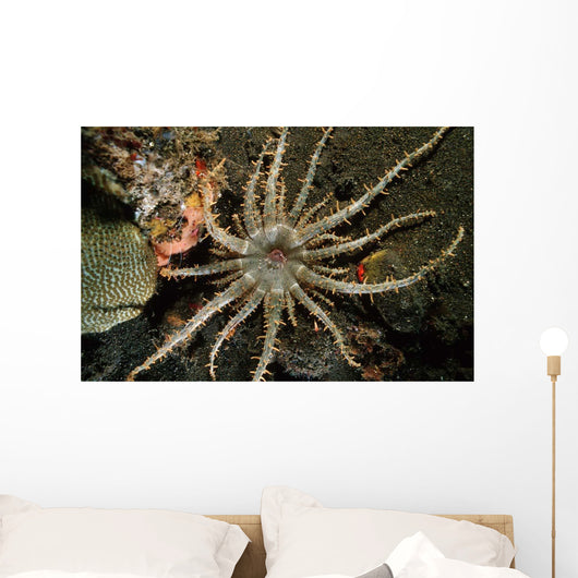 Sun Anemone Tulamben Bali Wall Decal