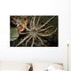 Sun Anemone Tulamben Bali Wall Decal