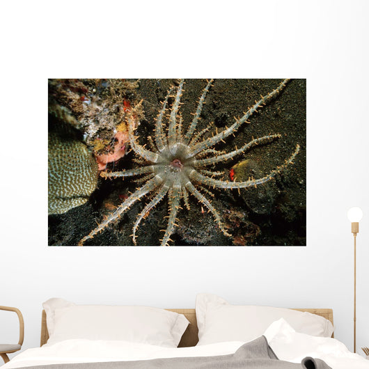 Sun Anemone Tulamben Bali Wall Decal