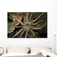 Sun Anemone Tulamben Bali Wall Decal