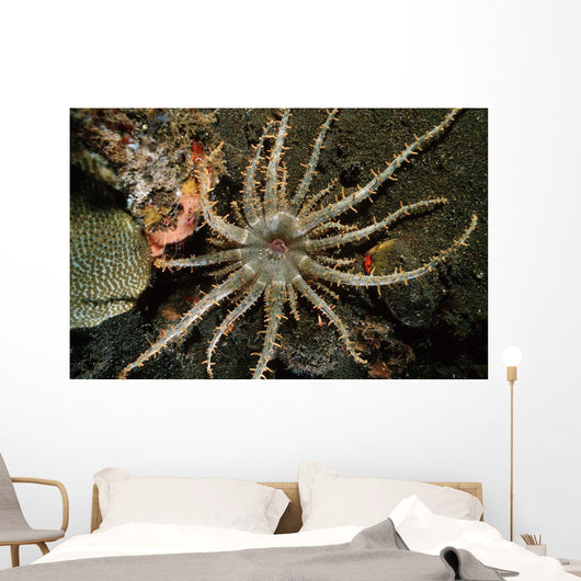 Sun Anemone Tulamben Bali Wall Decal