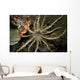 Sun Anemone Tulamben Bali Wall Decal