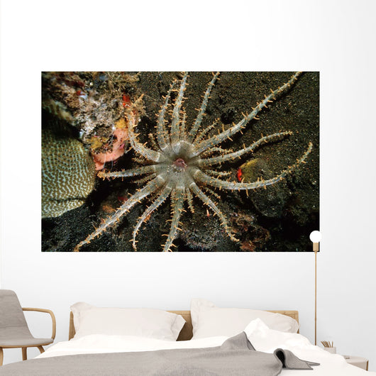 Sun Anemone Tulamben Bali Wall Decal