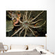 Sun Anemone Tulamben Bali Wall Decal