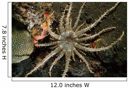 Sun Anemone Tulamben Bali Wall Decal