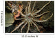 Sun Anemone Tulamben Bali Wall Decal