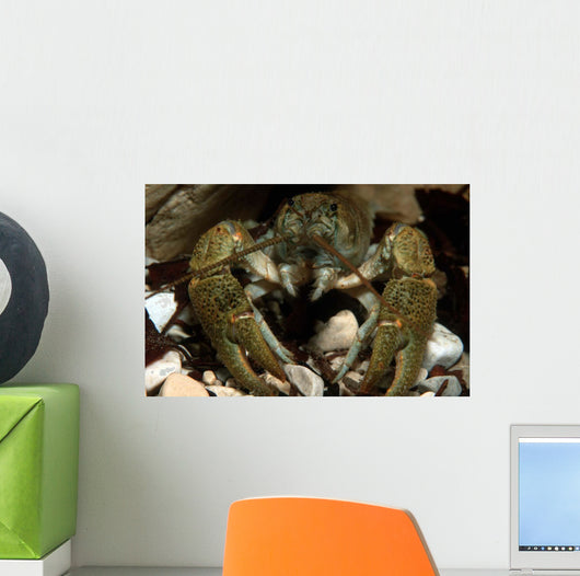 Stone Crayfish Kalkalpen National Wall Decal