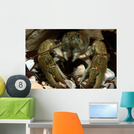Stone Crayfish Kalkalpen National Wall Decal