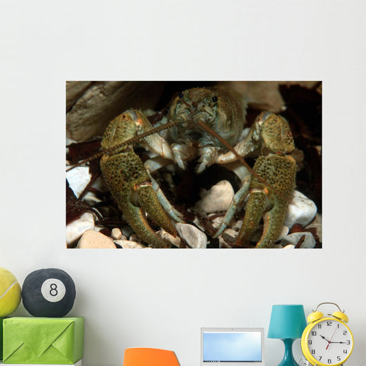 Stone Crayfish Kalkalpen National Wall Decal