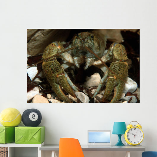 Stone Crayfish Kalkalpen National Wall Decal