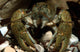 Stone Crayfish Kalkalpen National Wall Decal