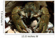 Stone Crayfish Kalkalpen National Wall Decal