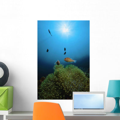Rays Light Shining Clownfish Wall Decal Design 2 shown on a wall