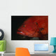 Tomato Grouper Cephalopholis Sonnerati Wall Decal Design 3