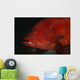 Tomato Grouper Cephalopholis Sonnerati Wall Decal Design 3