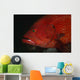 Tomato Grouper Cephalopholis Sonnerati Wall Decal Design 3