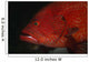 Tomato Grouper Cephalopholis Sonnerati Wall Decal Design 3