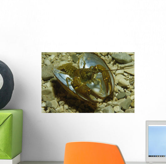 Stone Crayfish Mussel Shell Wall Decal