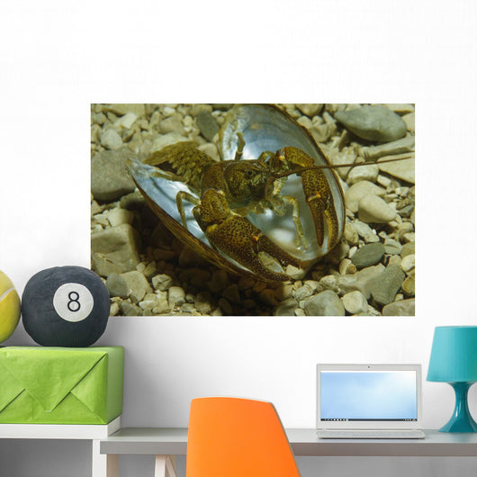 Stone Crayfish Mussel Shell Wall Decal