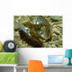 Stone Crayfish Mussel Shell Wall Decal