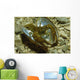 Stone Crayfish Mussel Shell Wall Decal
