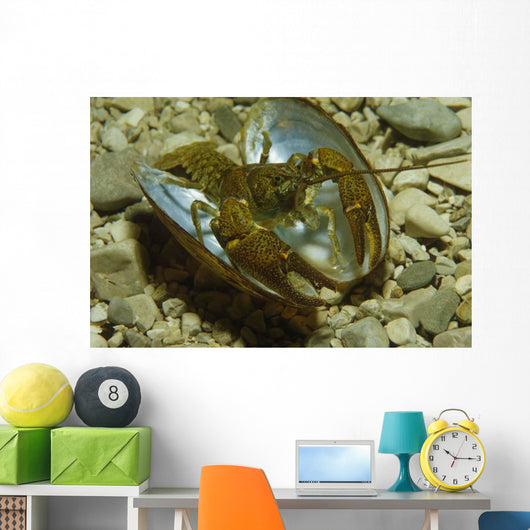 Stone Crayfish Mussel Shell Wall Decal