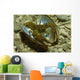 Stone Crayfish Mussel Shell Wall Decal