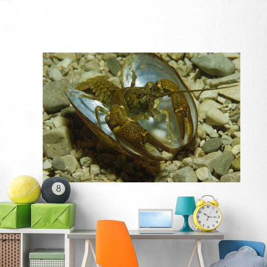 Stone Crayfish Mussel Shell Wall Decal
