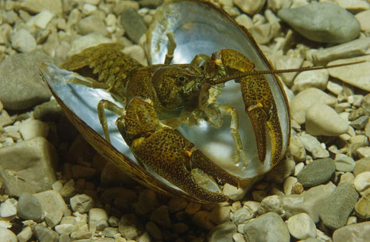 Stone Crayfish Mussel Shell Wall Decal