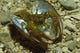 Stone Crayfish Mussel Shell Wall Decal