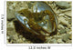 Stone Crayfish Mussel Shell Wall Decal