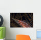 Longnose Hawkfish Oxycirrhites Typus Wall Decal Design 2