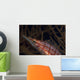 Longnose Hawkfish Oxycirrhites Typus Wall Decal Design 2