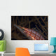 Longnose Hawkfish Oxycirrhites Typus Wall Decal Design 2