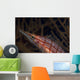 Longnose Hawkfish Oxycirrhites Typus Wall Decal Design 2