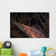 Longnose Hawkfish Oxycirrhites Typus Wall Decal Design 2